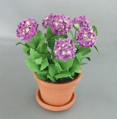 Purple Hydrangeas in Clay Pot