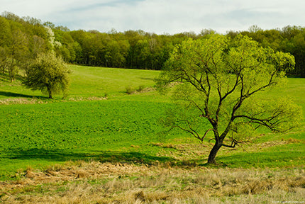 Summer Tree Mural Wallpaper