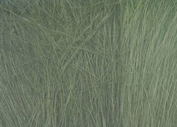 Field Grass, Medium Green